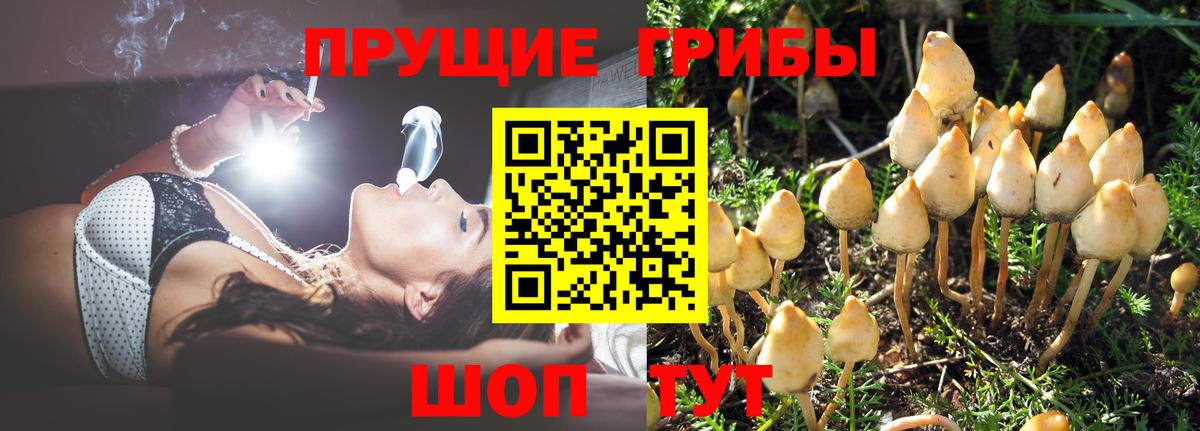 Псилоцибиновые грибы Psilocybine cubensis Кохма